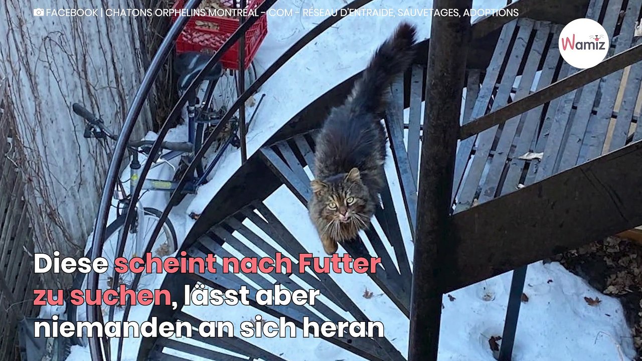 Streunerkatze sucht Futter, als ihr Leben plötzlich auf den Kopf gestellt wird!