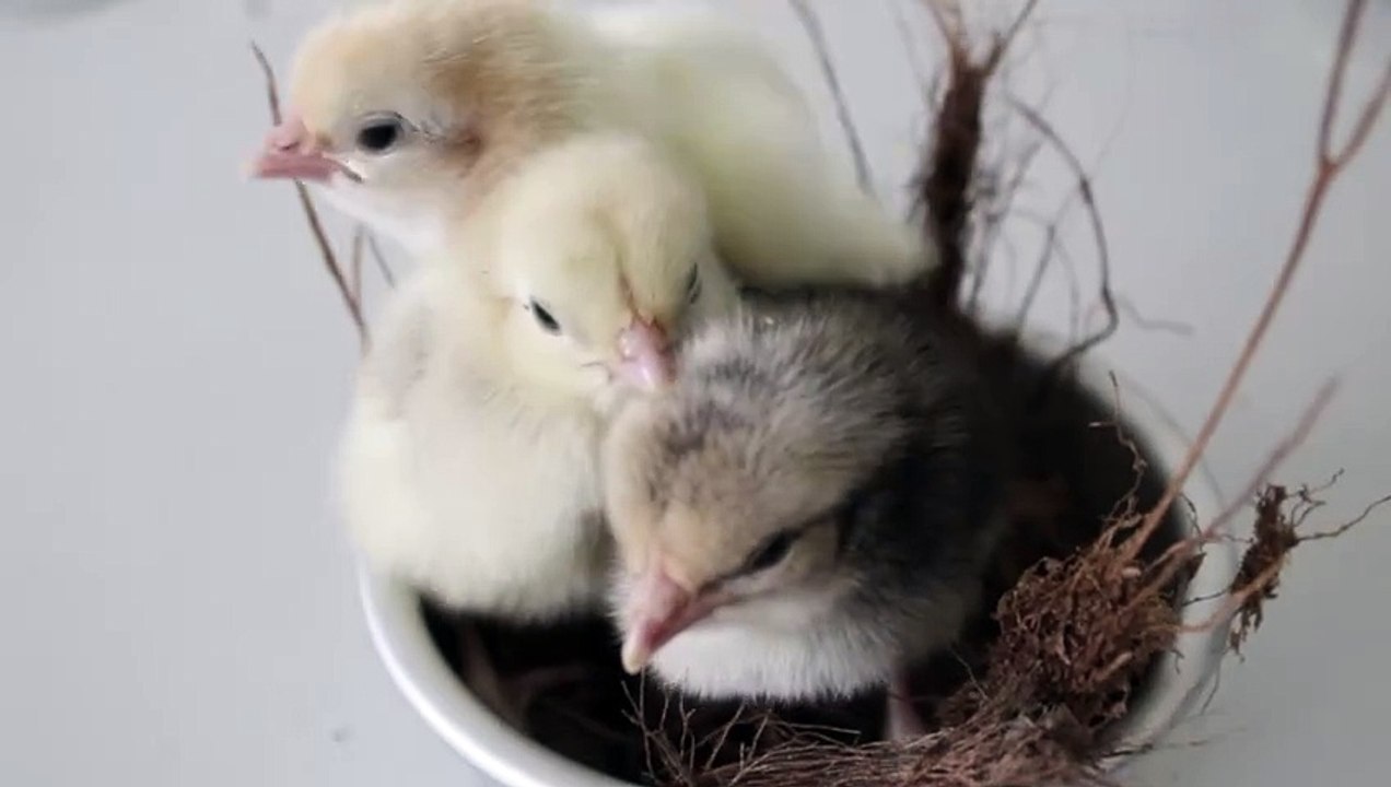 Close Up Video of Chicks | chicken | chicks