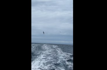 Le skipper nordiste Thomas Ruyant accompagné par des albatros pendant le Vendée Globe