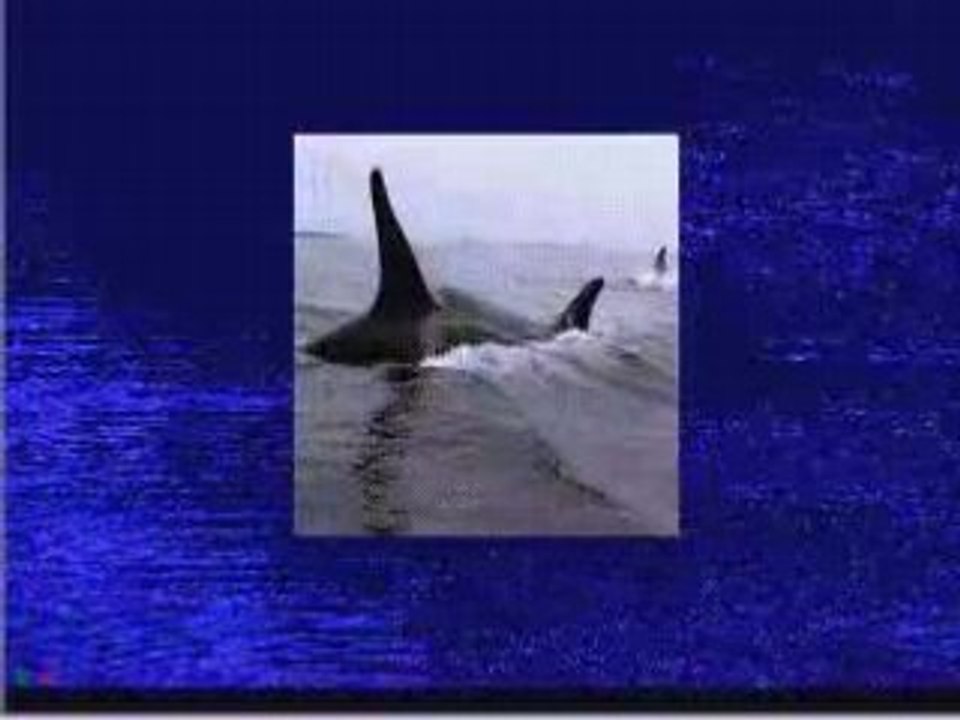 Lets Play Ecco the Dolphin: Exposition Central