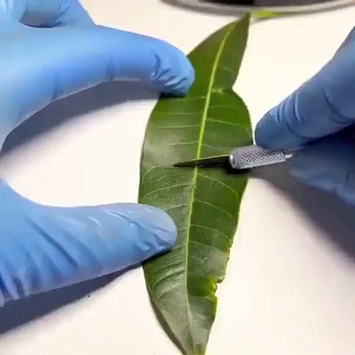 Oxygen Production in Leaf