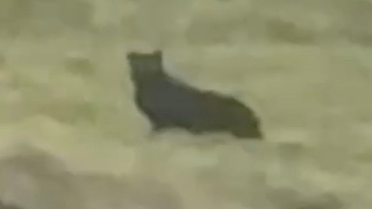 Großkatze an abgelegenem Naturschauplatz gesichtet