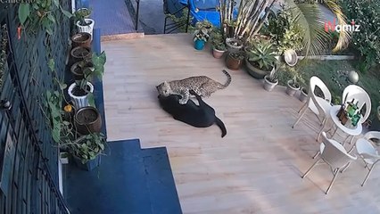 Video. Una telecamera riprende un Labrador davanti casa, quando improvvisamente un animale lo attacca