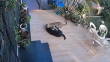 Video. Una telecamera riprende un Labrador davanti casa, quando improvvisamente un animale lo attacca