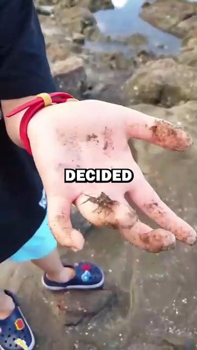 SAVING CRAB BABIES! #animals #animalstories #pets #animalrescue #cute #cuteanimals #natureglobal