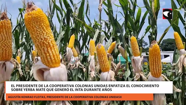 El presidente de la cooperativa Colonias Unidas enfatiza el conocimiento sobre yerba mate que generó el INTA durante años