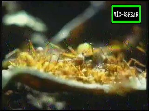 Cazadores: Los Monarcas del Reino de los Rastreros - Documental (1994) Español Latino *Ep. 9