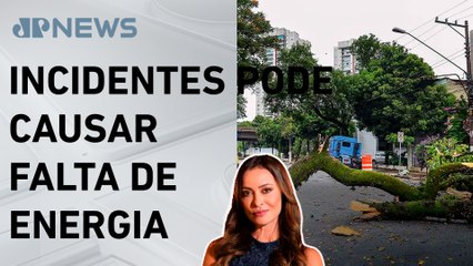 Queda de árvores aumenta durante período chuvoso; Patrícia Costa analisa