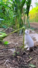 This is how the little rabbit steals corn. Cute pet debut plan. Rabbit rural little cute pet