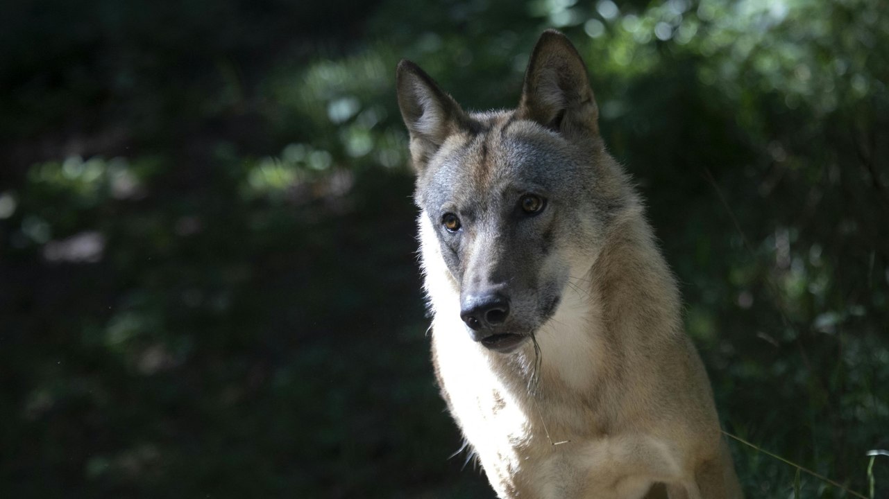 Streit um den Wolf in Österreich