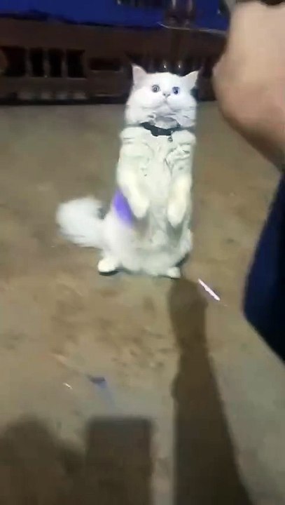 little funny cat
