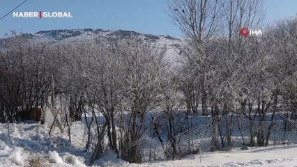 Sıcaklık sıfırın altına düştü, Van'da ağaçlar kırağı tuttu