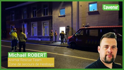 Un sanglier a tout saccagé dans une habitation à Wanze: "C'était très dangereux pour les intervenants"