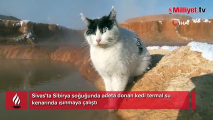 Sibirya soğuğunda adeta donan kedi termal su kenarında ısınmaya çalıştı