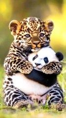 Tiger and beautiful panda