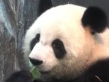 Hongkong feiert Ankunft neuer Pandas im Zoo