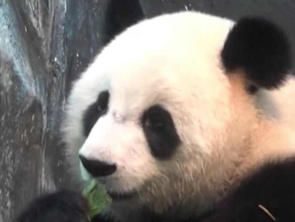Hongkong feiert Ankunft neuer Pandas im Zoo