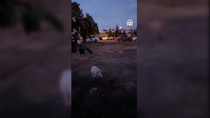 Van'da tilki ile kedinin yiyecek kavgası cep telefonu kamerasına yansıdı