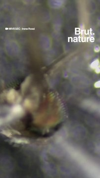 Ils étudient les moustiques pour nous protéger des infections