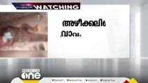 കാട്ടുപോത്ത് ആക്രമിച്ച യുവാക്കളെ കാടിന് പുറത്തെത്തിച്ചത് നാട്ടുകാർ ചുമന്ന്