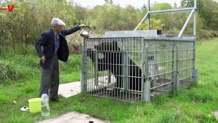 Japan Is Struggling to Control The Uptick in Bear Attacks