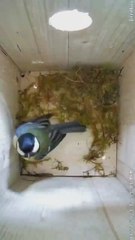 Un vídeo acelerado muestra cómo un pájaro construye su nido desde cero