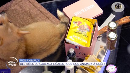 Vos animaux : Des idées de cadeaux idéales pour nos animaux à Noël !