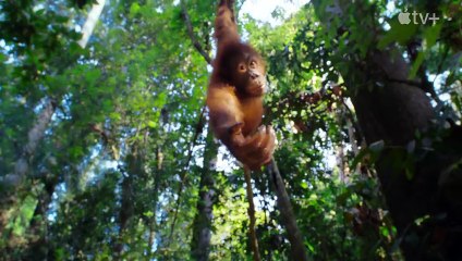 La vida secreta de los animales Tráiler