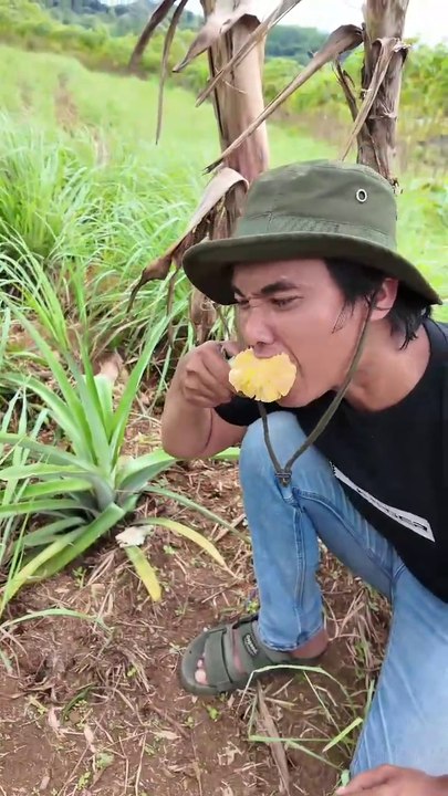 Eat Fresh Pineapples Straight From The Tree