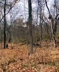 Donny felled a big tree ..