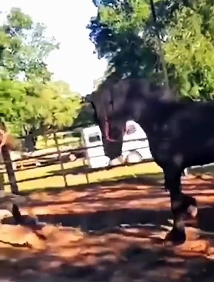 ⁣Funny animals cute animals   #funnyanimals  #funny   #animal   #pets