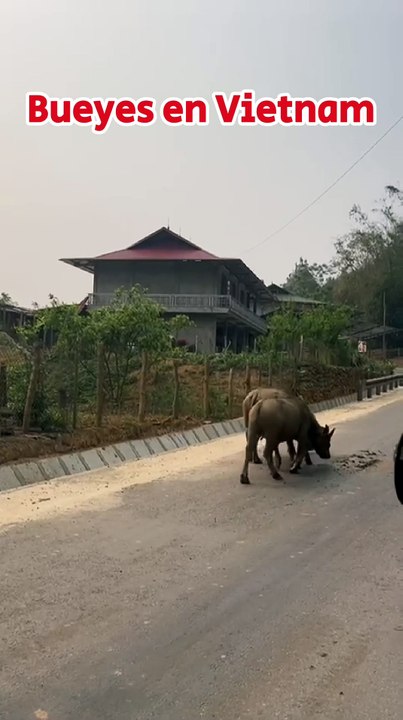 Bueyes en Vietnam