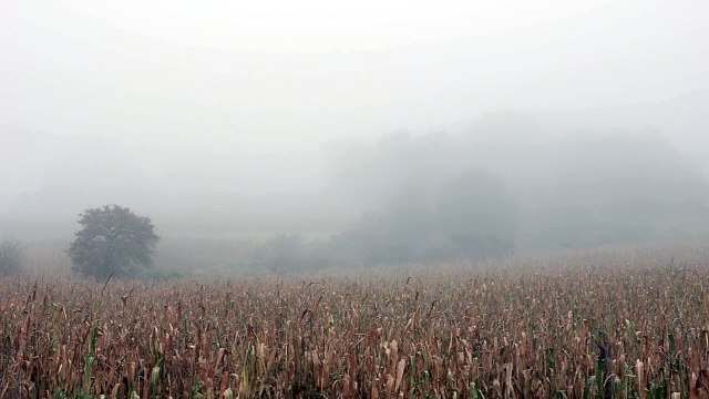 Les Arbres meurent debout Bande-annonce VO STFR