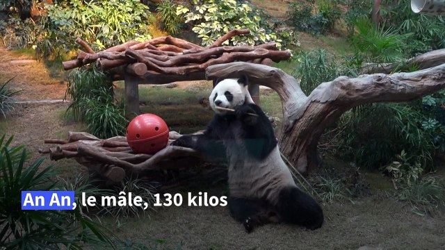 Deux pandas géants offerts par Pékin à Hong Kong bientôt présentés au public