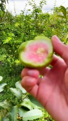 Eat Fresh Guava Fruit Straight From The Tree