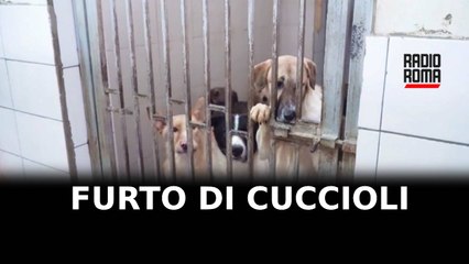 Furti di cuccioli a Muratella, indagini in corso