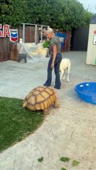 Woman is giving her massive pet tortoise a nighttime snack!