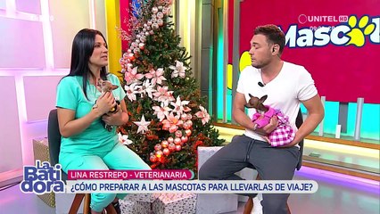 Lo que tiene que saber si va a viajar con su mascota fuera del país 