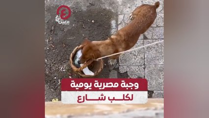 وجبة مصرية يومية لكلب شارع