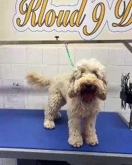 🐾 Welcome to the ultimate haven for dog lovers! In today's video, we celeb