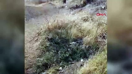 80 yaşındaki kadın kümesine giren tilkiyi elleriyle yakaladı