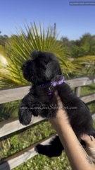 Cutie miniature schnauzer girl puppy ❤️