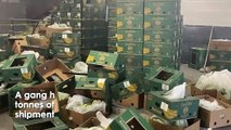 Gang jailed for smuggling £200m of cocaine in bananas