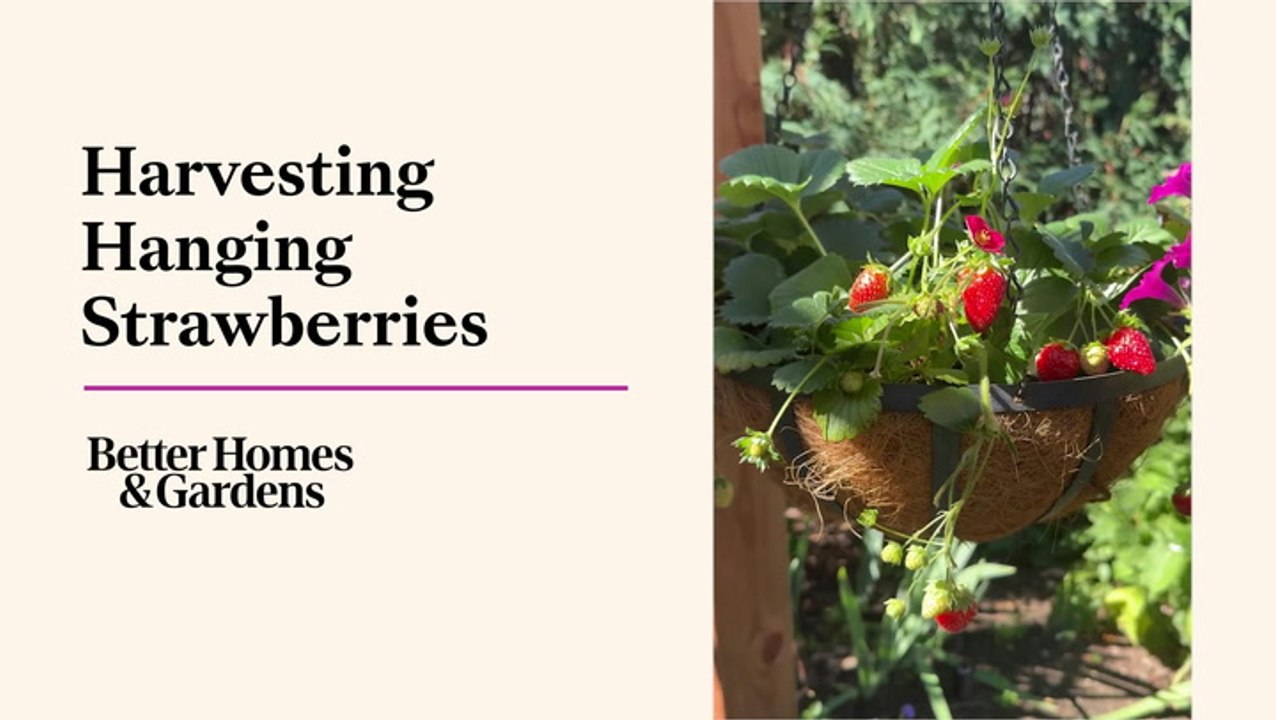 Harvesting Strawberries from a Hanging Basket