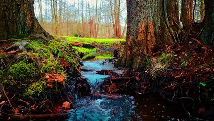 The Battle Inside_ Which Wolf Will You Feed_ 🐺 _ how to learn english speaking easily