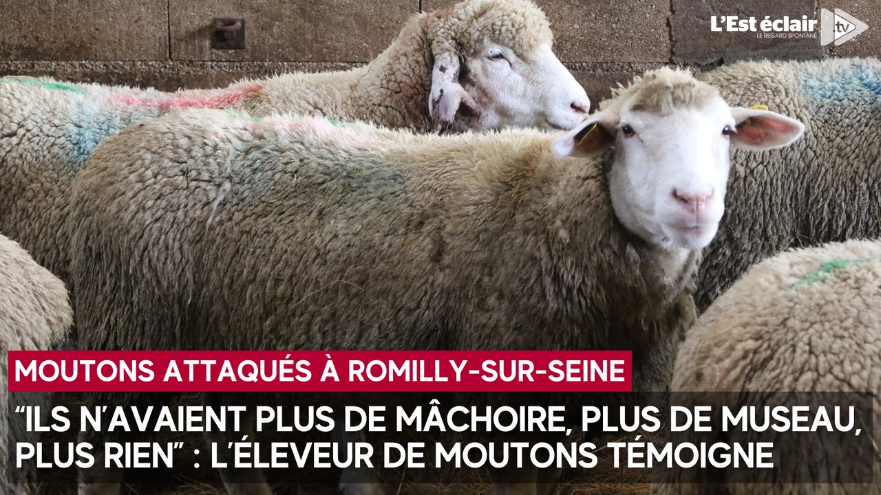 "Ils n’avaient plus de mâchoire, plus de museau, plus rien" : l’éleveur des moutons attaqués témoigne