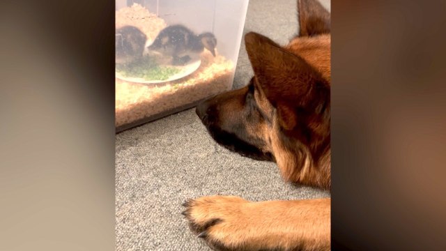 This Adorable German Shepherd Is Now a Surrogate Parent to These Abandoned Ducklings