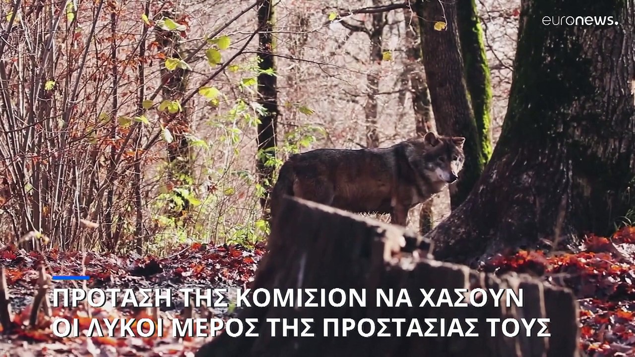 Οι λύκοι θα χάσουν την προστασία τους καθώς η Ε...