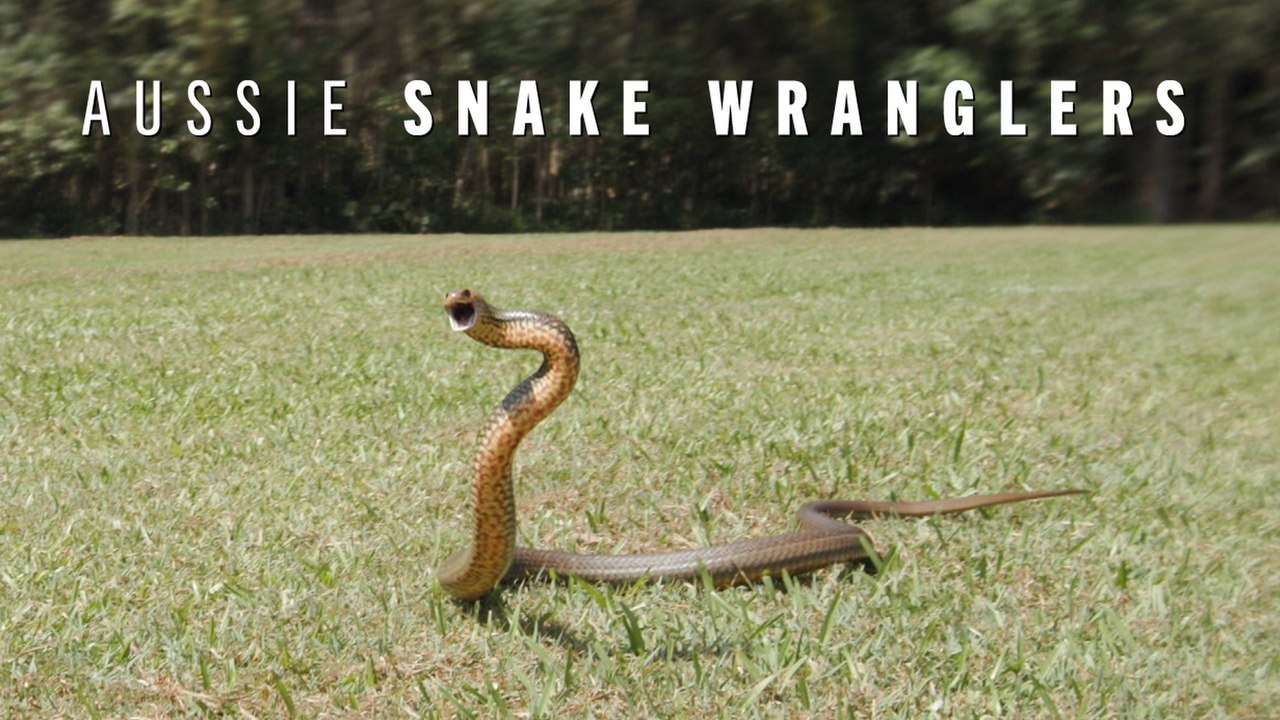 Runaway Snake | Aussie Snake Wranglers Clip | EarthX - video Dailymotion