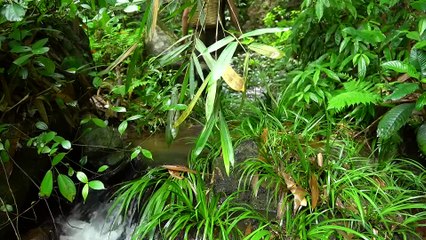 EP.275 - Coletando comida selvagem, tricotando cestas de bambu